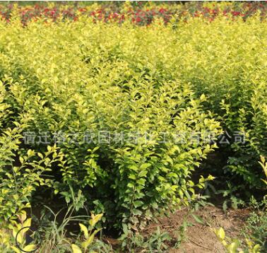金葉女貞球批發(fā)工程綠化苗木庭院圍墻色塊綠籬金葉女貞苗