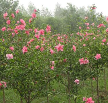 基地批發木槿苗庭院園林道路小區綠化工程重瓣盆栽木槿小苗