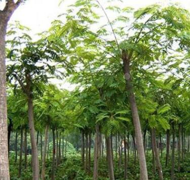 基地批發合歡樹苗園林道樹小區綠化工程合歡小苗規格齊全量大從優