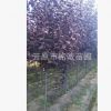 苗圃長(zhǎng)期批發(fā)優(yōu)質(zhì)【紫葉稠李】叢生紫葉稠李 山桃稠李