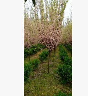 大花榆葉梅樹苗批發(fā)工程綠化苗木行道觀賞多花樹狀榆葉梅苗