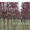 陜西周至大量供應1-20公分紅葉李 紫葉李園林綠化苗木批發