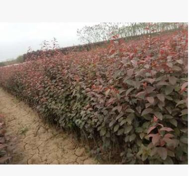 陜西苗木紅葉李營養缽 景觀綠化紅葉李 現挖現賣紅葉李樹批發