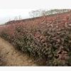 陜西苗木紅葉李營養缽 景觀綠化紅葉李 現挖現賣紅葉李樹批發