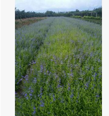 營養缽金葉蕕綠化苗木陜西金葉榆大量出售彩葉批發金絲桃