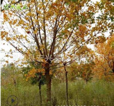 低價促銷12-20公分五角楓 誠信經(jīng)營12-20公分五角楓