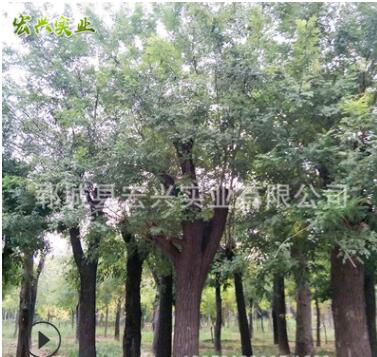 廠家直銷土球老國(guó)槐 綠化苗木批發(fā)土球老國(guó)槐