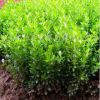 直銷 瓜子黃楊 小葉黃楊 規格齊全 綠化工程苗 瓜子黃楊球