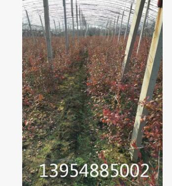出售2年-5年藍莓樹，品種好，結果多