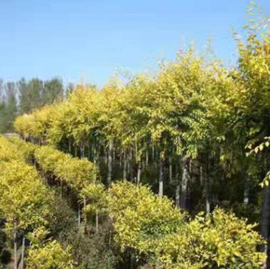基地直銷金葉榆 園林綠化金葉榆樹苗批發(fā)
