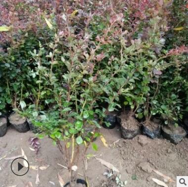大量供應(yīng)行道綠化用紅葉小檗 南北方種植紅葉小檗