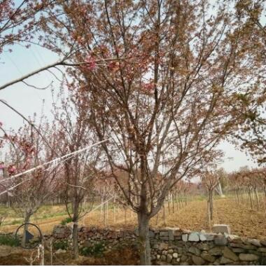 基地園林直銷3-5公分各種規格櫻花樹 品種全易成活早櫻晚櫻