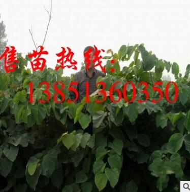 批發巨紫荊小苗 大量供應巨紫荊苗 巨紫荊種子 巨紫荊基地