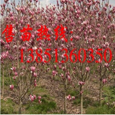 批發紫玉蘭苗 黃玉蘭樹紫玉蘭樹苗基地 白玉蘭苗 大規格工程苗