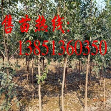 批發(fā)流蘇樹小苗 大規(guī)格流蘇樹苗 流蘇種子 流蘇苗基地