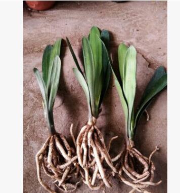 君子蘭小苗盆景花卉君子蘭凈化空氣君子蘭苗 君子蘭花盆栽