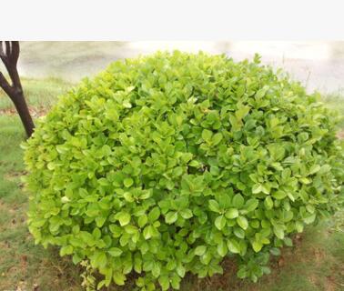 常青樹(shù)冬青小苗 專業(yè)綠化苗株高20-200冬青球 道路綠化用冬青苗