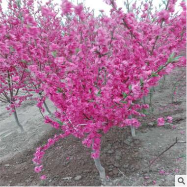 基地直銷美人梅 庭院觀賞植物美人梅 量大優惠各種規格美人梅