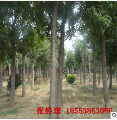 生源地直銷白蠟樹 質(zhì)美量大價優(yōu) 大量批發(fā)無中間商優(yōu)質(zhì)白蠟樹