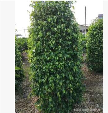 福建垂葉榕高1.7米報價 批發移植垂葉榕