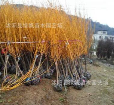 低價批發工程綠化苗木 黃金槐苗 黃金槐樹 金枝國槐樹