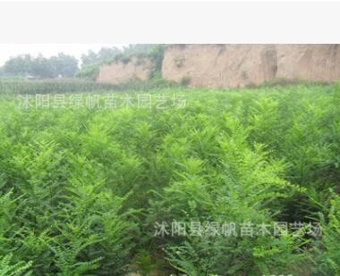 綠化苗木批發 國槐樹苗 國槐小苗 速生國槐苗 大小規格齊全成活高