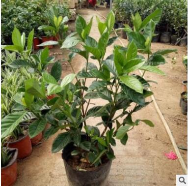 批發(fā)小葉梔子苗盆栽 梔子花苗 室內(nèi)芳香植物 工程苗大葉梔子花