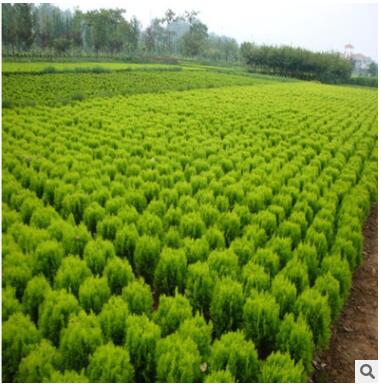 綠化苗 綠化苗木灑金柏苗 灑金柏樹 苗灑金柏小苗 庭院綠化