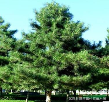 庭院苗木黑松 黑松苗 黑松樹黑松樹苗 黑松小苗