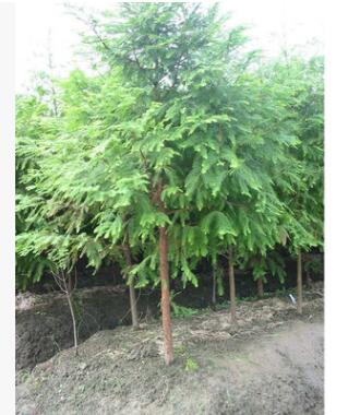 批發水杉樹苗,行道樹，素有“活化石“稱號水杉小苗包成活