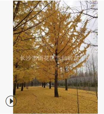 12-20公分行道樹銀杏，湖南銀杏樹苗 嫁接銀杏