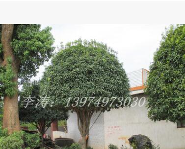 桂花價(jià)格胸徑8公分冠幅2.5米樹形優(yōu)美的桂花苗木批發(fā)