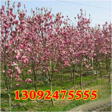 供應廣玉蘭 紫玉蘭 白玉蘭工程綠化苗木 規格齊全