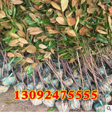 批發 廣玉蘭樹苗 廣玉蘭小苗 庭院苗木規格齊全 綠化苗木苗