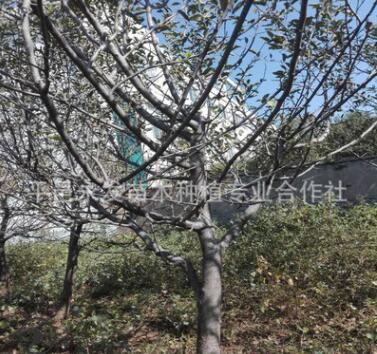 直銷蘋果樹7公分8公分9公分粗紅富士蘋果樹占地綠化用蘋果樹批發