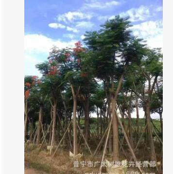 鳳凰木價格 行道樹 風景樹批發 綠化苗木