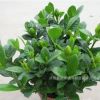 盆栽梔子花苗 室內芳香綠植 小葉牡丹梔子花苗 香味獨特花型好