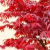 批發美國紅楓小苗 紅楓樹苗 日本紅楓苗 基地直銷