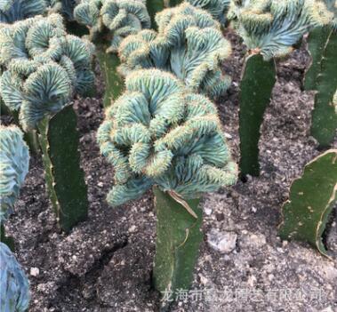 龍神木綴化仙人球 沙生多肉植物 嫁接 品種奇趣美觀盆栽花卉綠植