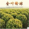 圃地現苗地接金葉榆球 金葉榆桿球 樹形好價格低規格齊全長期批發