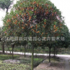 紅花丹桂精品樹苗、基地直銷、保證品種質量、桂花品種