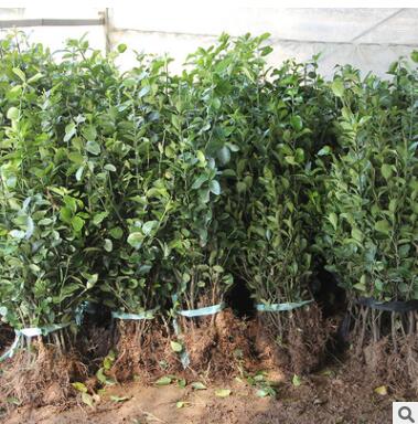 批發(fā)大葉黃楊苗 大葉黃楊球 瓜子黃楊 法國(guó)冬青籬笆工程綠化苗木