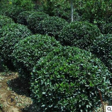 大葉黃楊球 冬青球 常綠灌木球工程綠化苗木規(guī)格齊全批發(fā)冬青苗