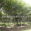 批發櫸樹苗園林綠化苗木櫸樹街道庭蔭風景樹規格齊全紅櫸樹苗