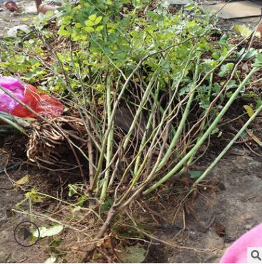 陽臺盆栽綠植 切花玫瑰月季花多花藤本薔薇 室外爬藤攀援月季花苗