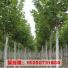 山東基地直銷法國梧桐 速生法桐小苗 規格齊全 沭陽園林綠化