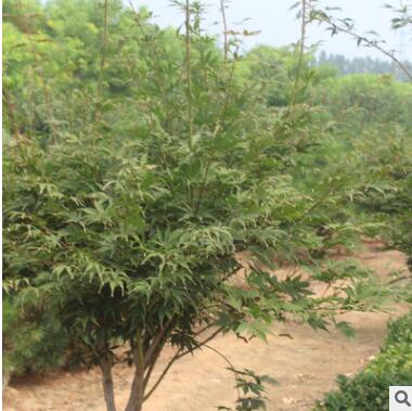 紅楓樹苗出售 庭院綠化觀葉植物日本紅楓樹苗量大從優