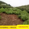 批發(fā)龍柏 工程道路綠化用 常青地栽龍柏樹 低價(jià)出售