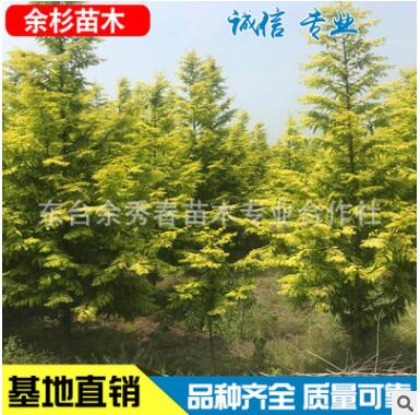 金葉水杉 小區 公園 園林綠化植物 工程綠化大喬木濕地綠植