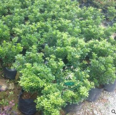 開花盆景植物 米蘭花 室內客廳綠植盆栽 驅蚊子 四季常青花卉苗